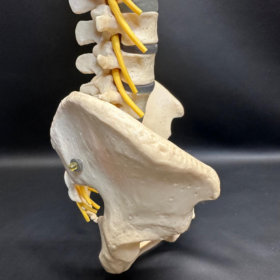♡※後右棚c1001 somso 脊柱模型 人体模型 人体骨格模型 約80cm