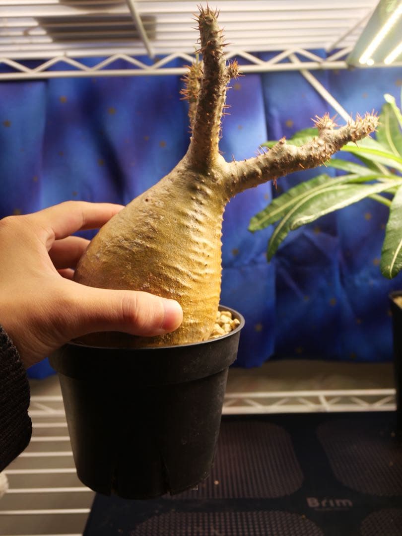 グラキリス現地球　塊根植物　鉢ごと