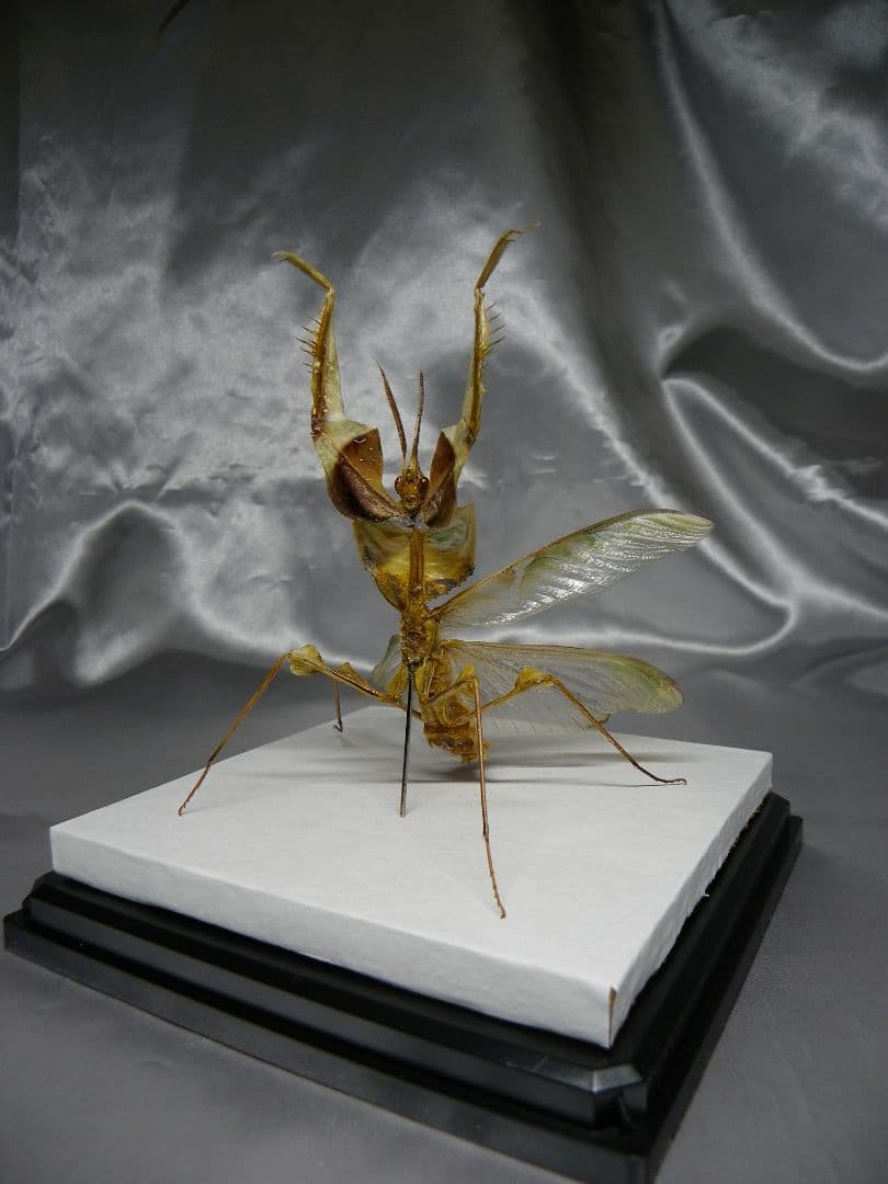 ニセハナマオウカマキリ　雄　立体標本