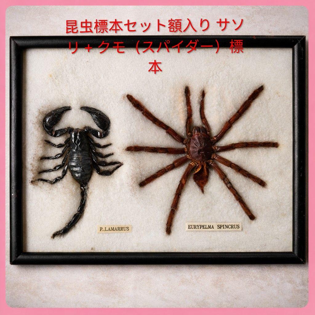 ●昆虫標本セット額入り サソリ + クモ（スパイダー）標本/博物館/インテリア
