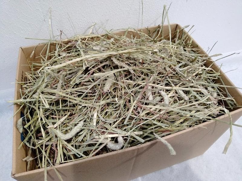 【4/13まで】 カナダ産 チモシー 50kg スーパープレミアム １番刈り