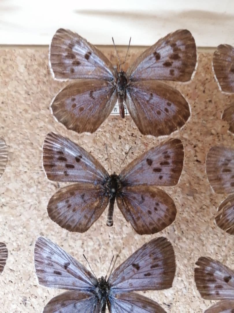 オオゴマシジミ　北海道 月形町産