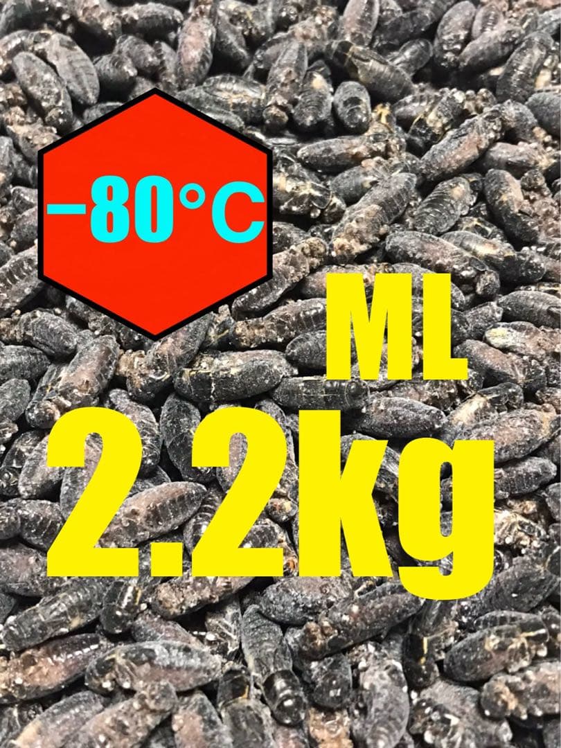 清潔コオロギ2.2kg 冷凍コオロギ　ＭＬサイズ　クロコオロギ　約2kg
