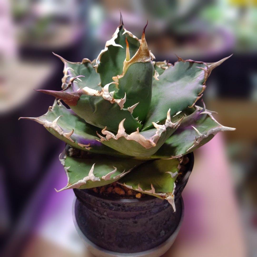 チ*ン様 アガベ 　九尾狐①　鉢ごと匿名発送！