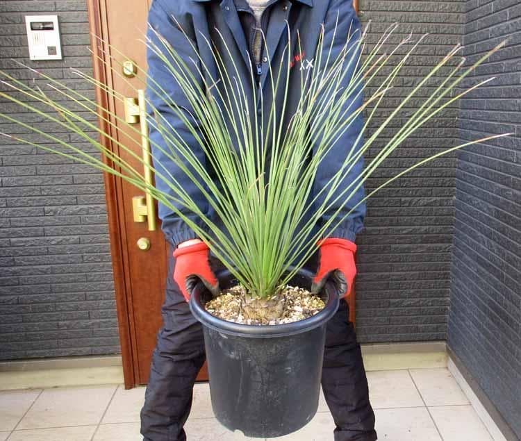 【現品】ダシリリオン・ロンギシマム　9号　F34番