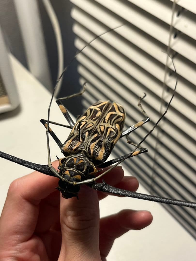 【73mm♂】テナガカミキリ 昆虫標本甲虫ハムシサソリタランチュラ