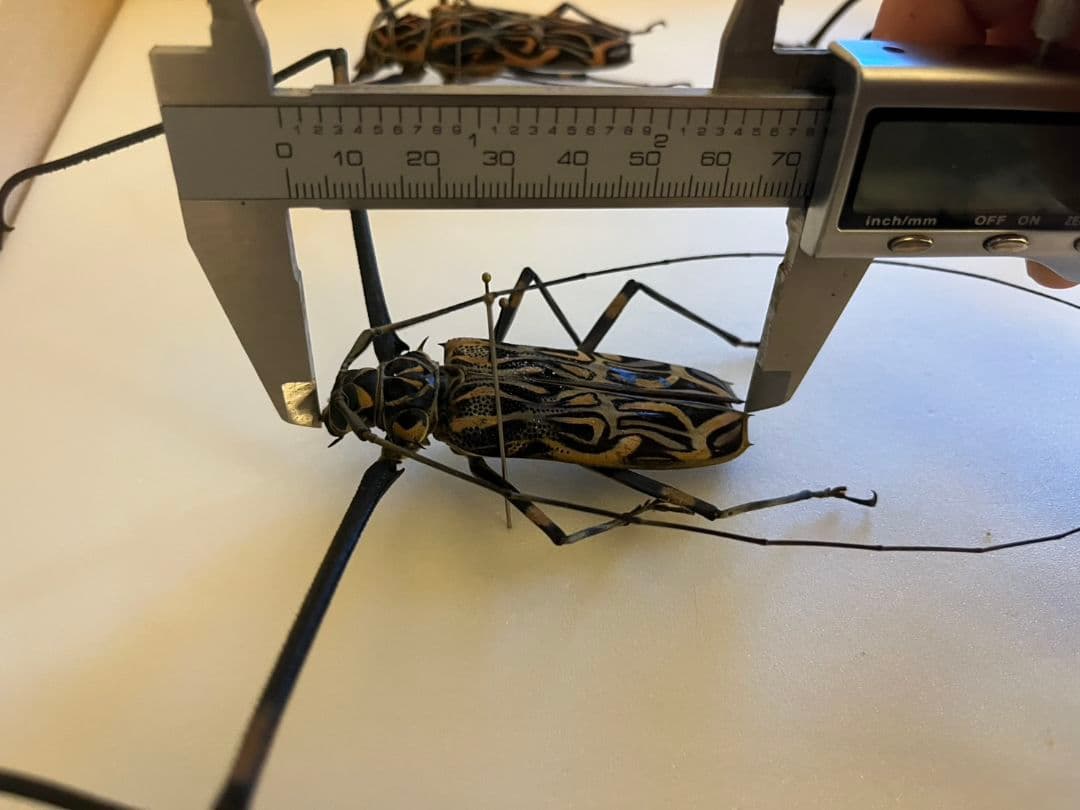 【73mm♂】テナガカミキリ 昆虫標本甲虫ハムシサソリタランチュラ