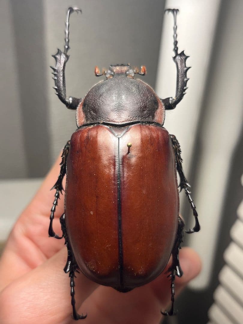 【超特大♀】セラムドウナガテナガコガネ テナガカミキリ昆虫標本 甲虫タランチュラ