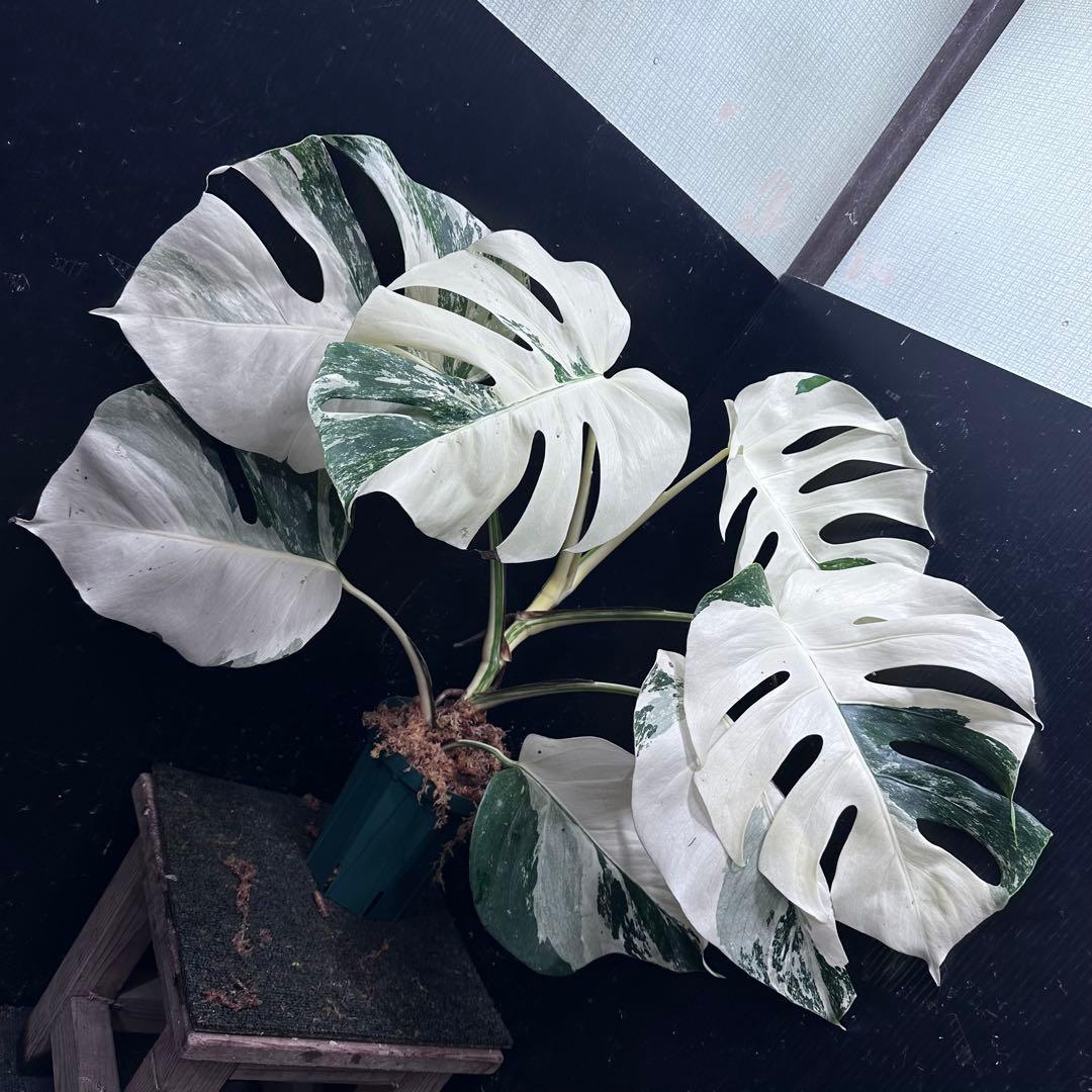 L*）様 斑入りモンステラ ホワイトタイガー極美大株66cm白斑多