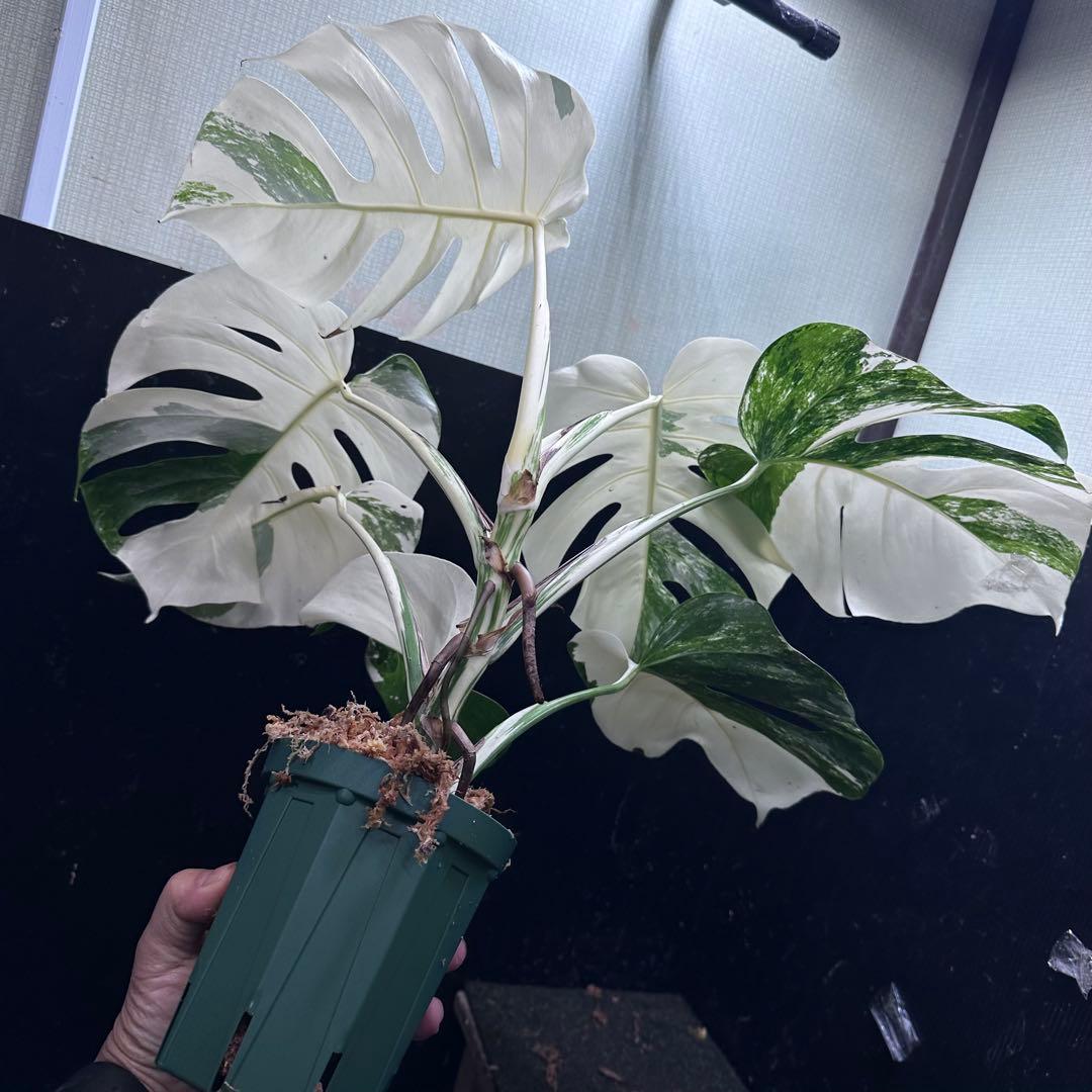 L*）様 斑入りモンステラ ホワイトタイガー極美大株66cm白斑多