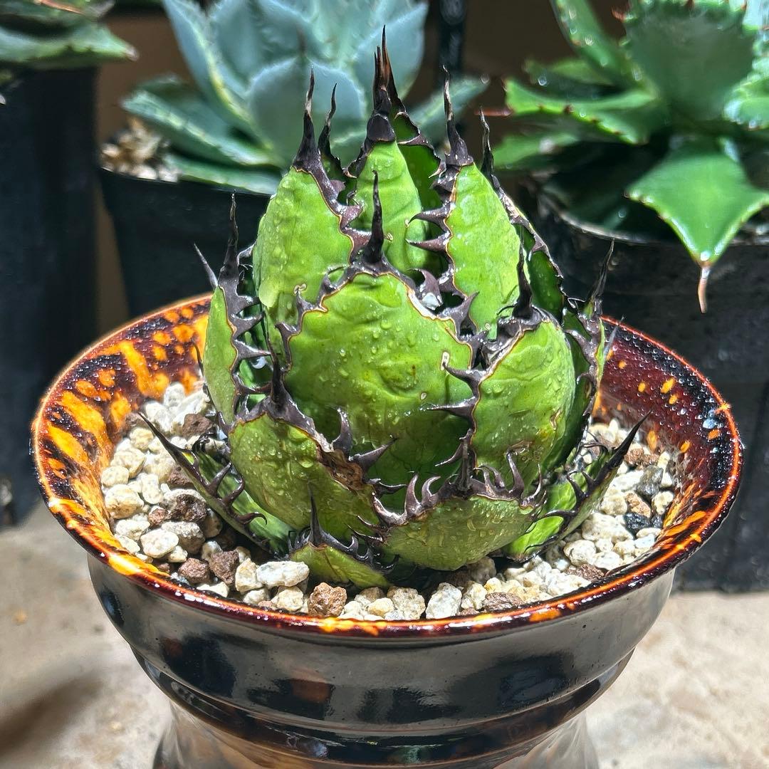 アガベ　陽炎ホリダ　極陽炎　ボールタイプ　ドワーフ　特選S級選抜　鉢植え発送