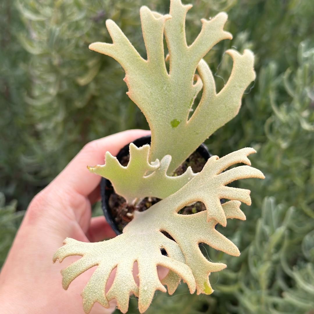 P. willinckii ’Jenny’ TC 1637