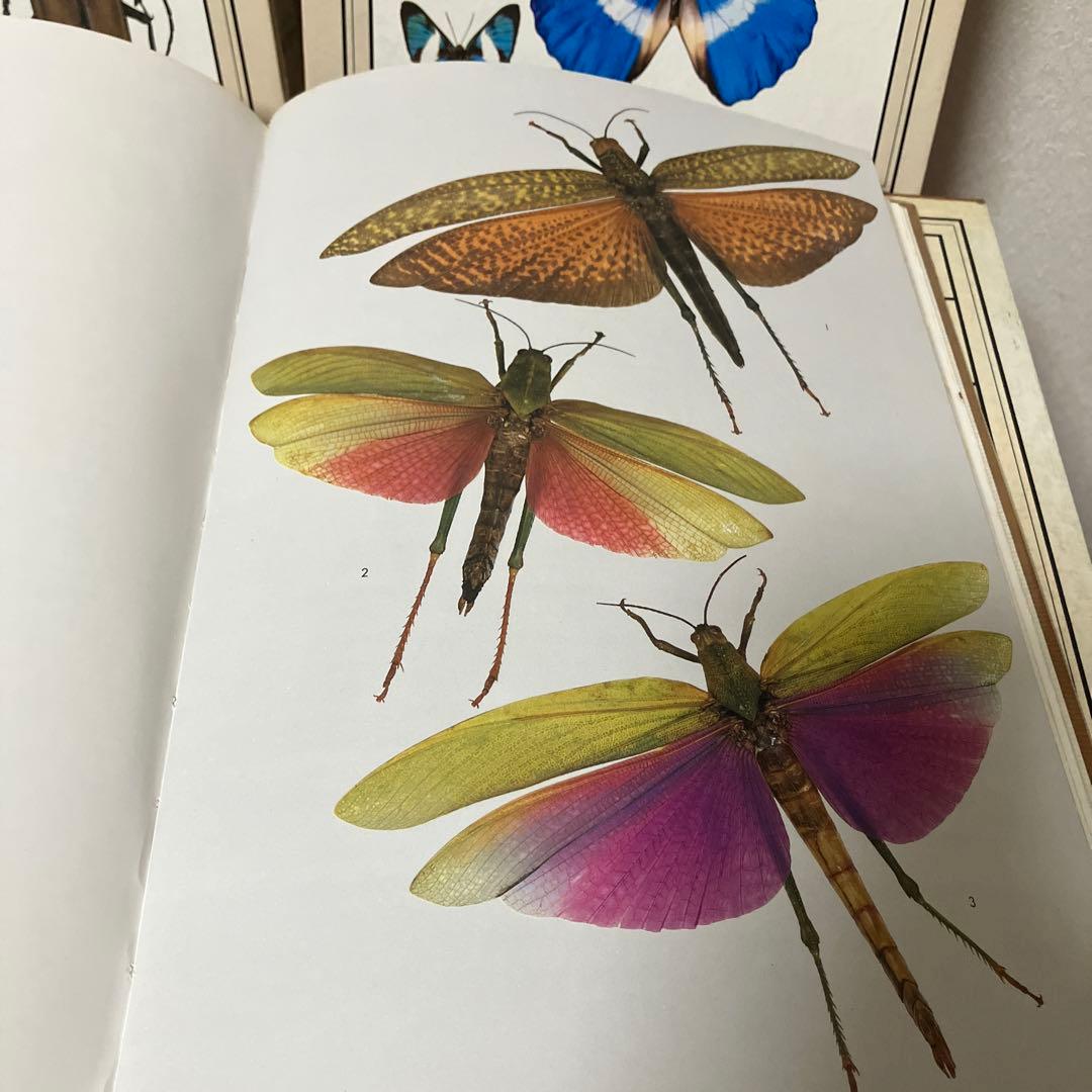 世界の昆虫1〜6図鑑