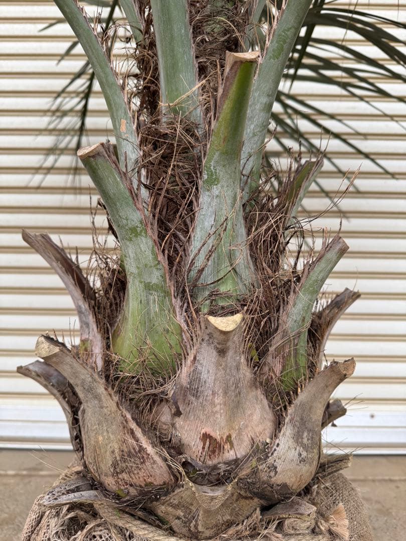 送料込み　ココスヤシ　シルバーリーフ　形状良　幹太　庭木　シンボルツリー