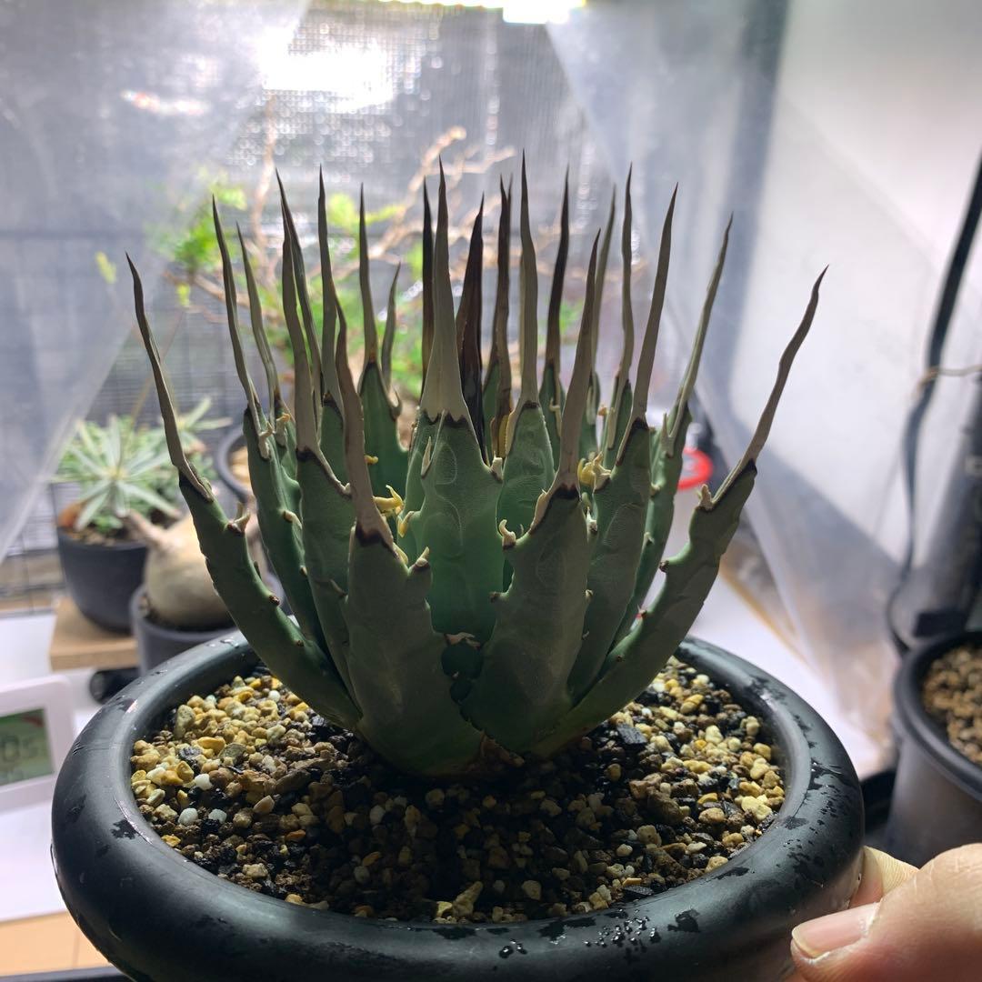 T*u様 エボリスピナ・現地株