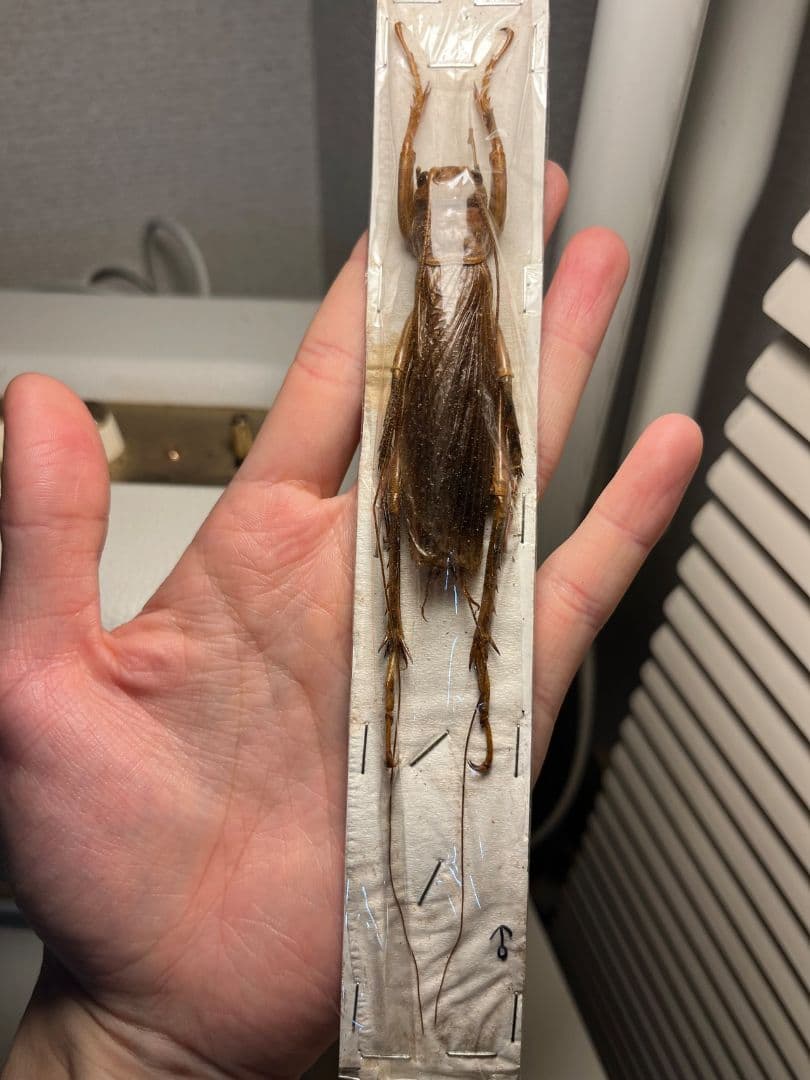 【73mm♂】リオック Sia ferox コロギス昆虫標本デュビアタランチュラ