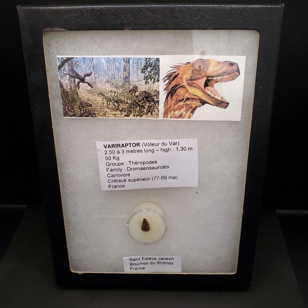 希少 ヴァリラプトル 化石 歯 恐竜 本物 フランス産 12.01mm fr86