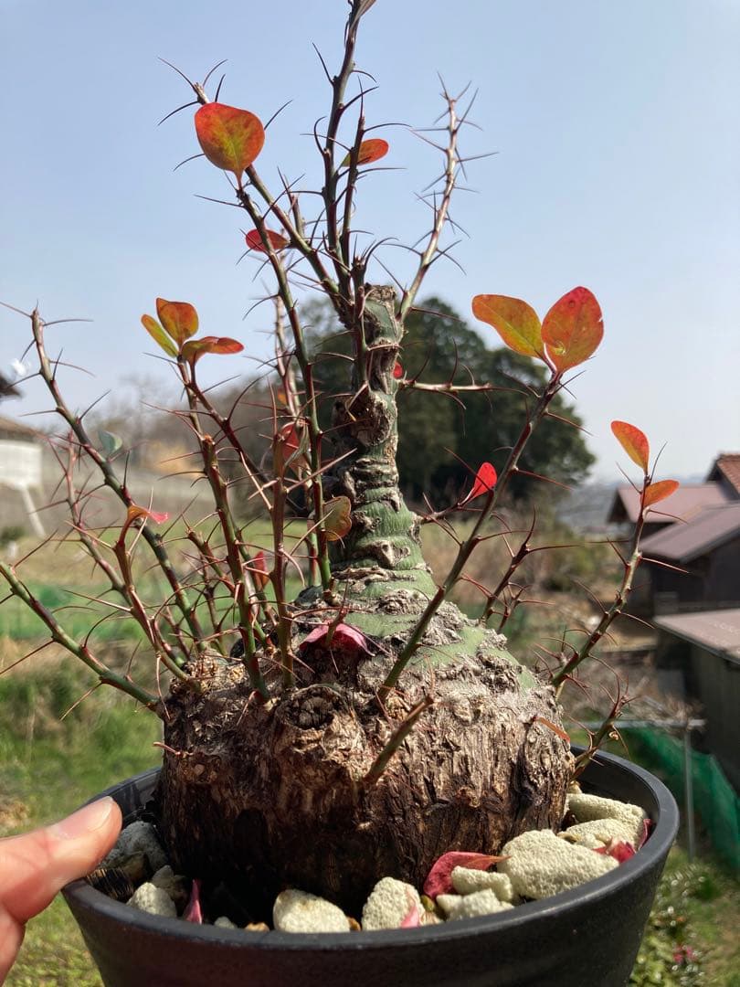 【新春価格】【塊根幅13cm】フォークイエリア　ファシクラータ　特大美株