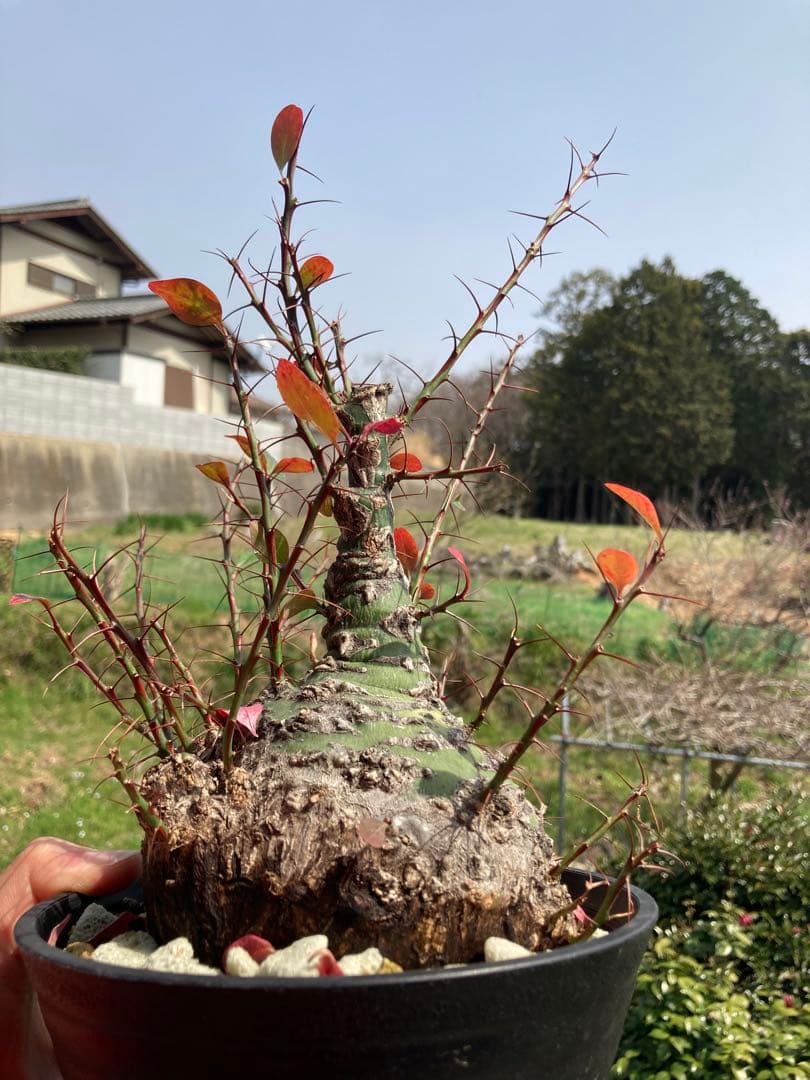 【新春価格】【塊根幅13cm】フォークイエリア　ファシクラータ　特大美株