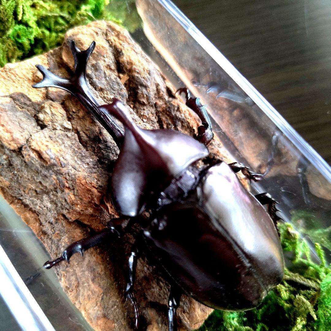 宝物特大黒野生ワイルドカブトムシ標本79mm頭角幅19mm胸角幅4.6mmぐらい