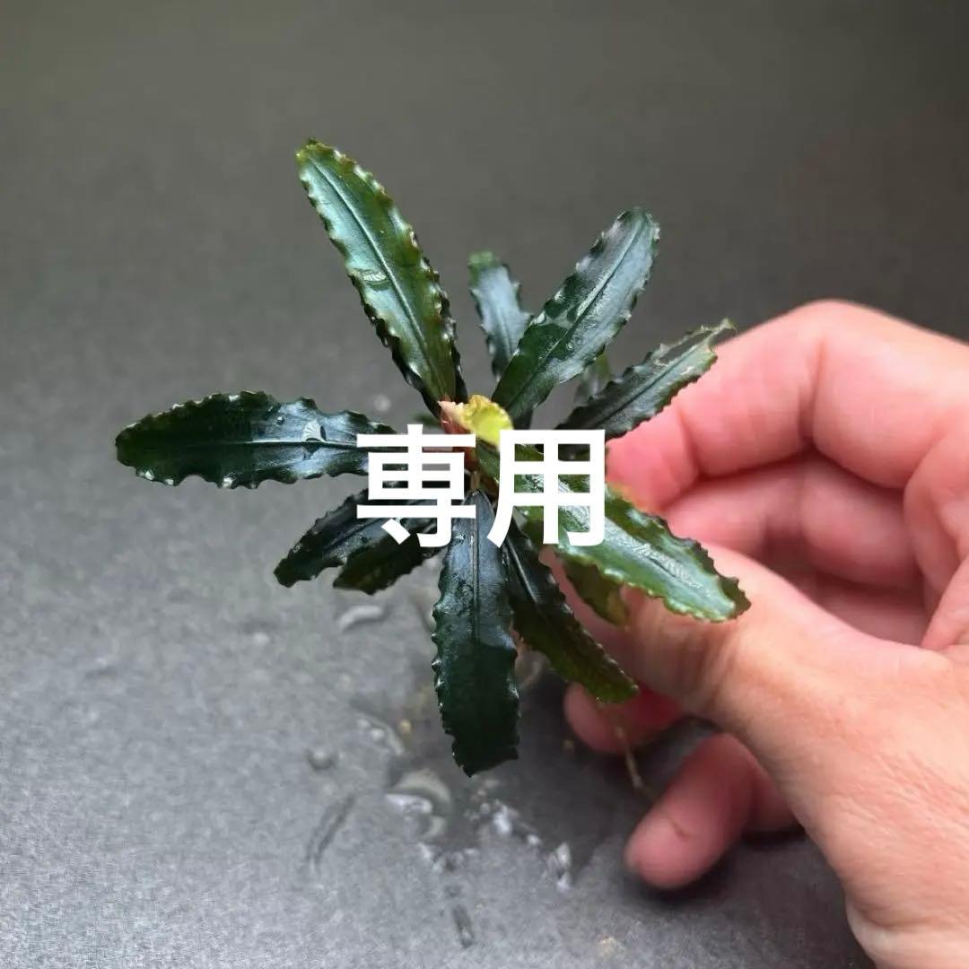 ブセファランドラ ビブリス B 他