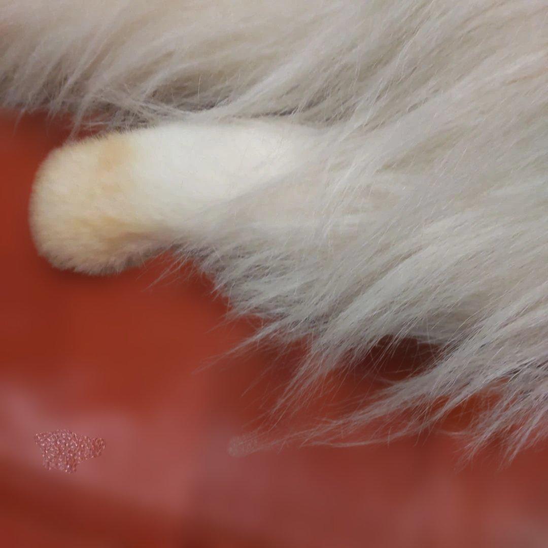 三英グレイスフル　ペルシャ猫　日本製　アクリル　大型　ラスト