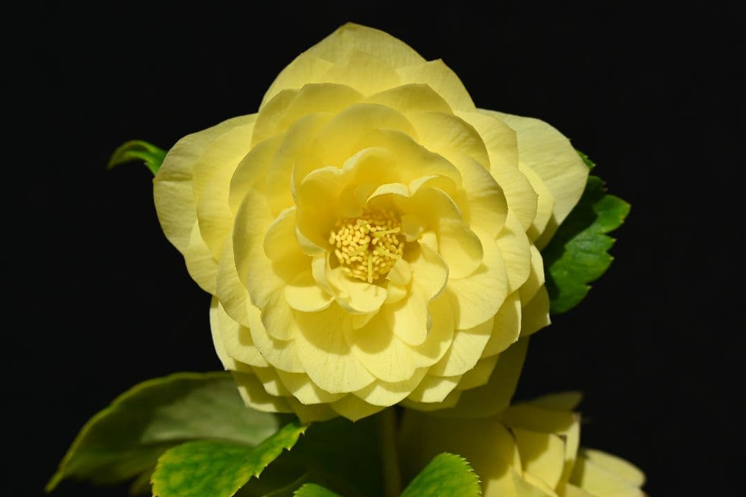 クリスマスローズ　認定アフロディーテゴールド　加藤農園