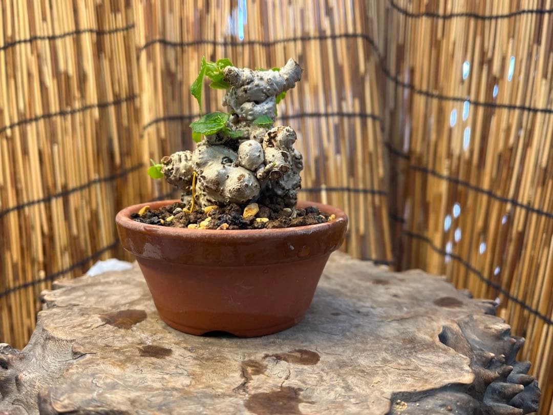 ✨✨✨オキナワイボオオハマボウ【◎良品素材】検/ハート葉♪happyセール♪