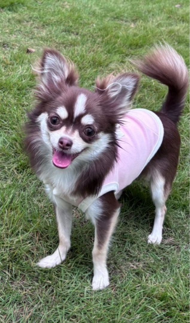 犬雑貨・オーナーズグッズ FAUSTO