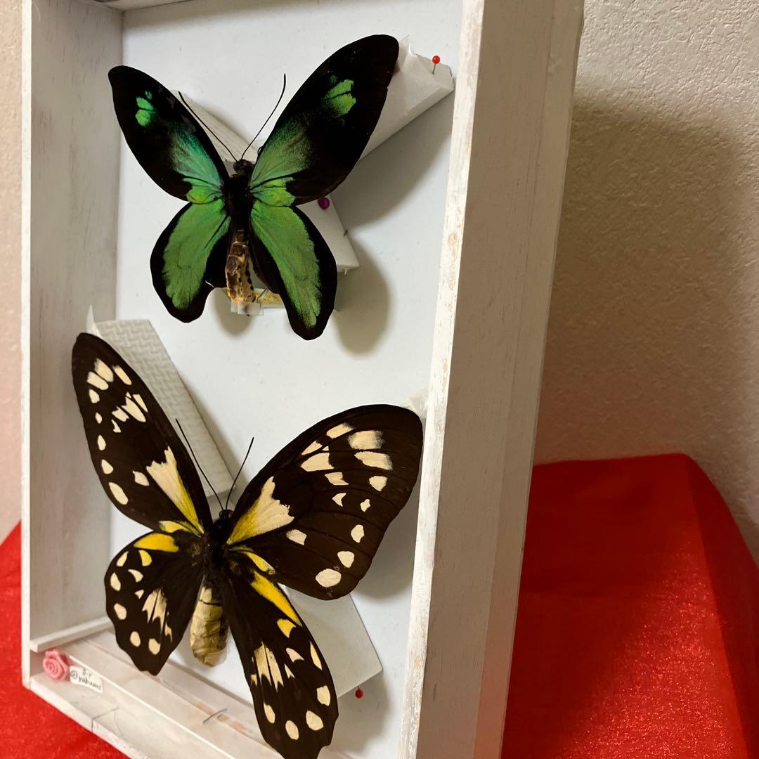 ビクトリアトリバネアゲハ（大型）