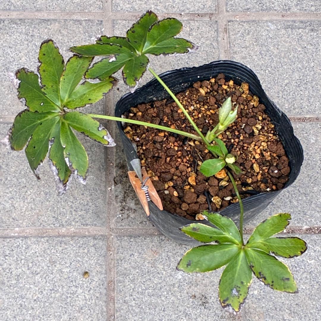 プ*ン様 3405☘️蕾付き☘️⭐️超小輪⭐️コロコロ手毬咲き⭐️ピコティー⭐️