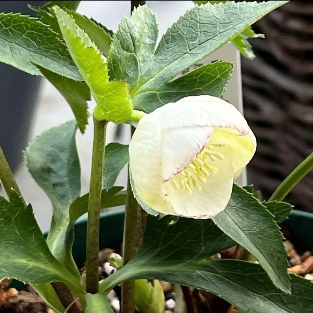 プ*ン様 3405☘️蕾付き☘️⭐️超小輪⭐️コロコロ手毬咲き⭐️ピコティー⭐️