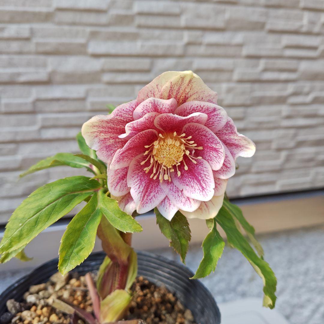 花*菜様 クリスマスローズ 加藤農園 ddピンクミストフラッシュ