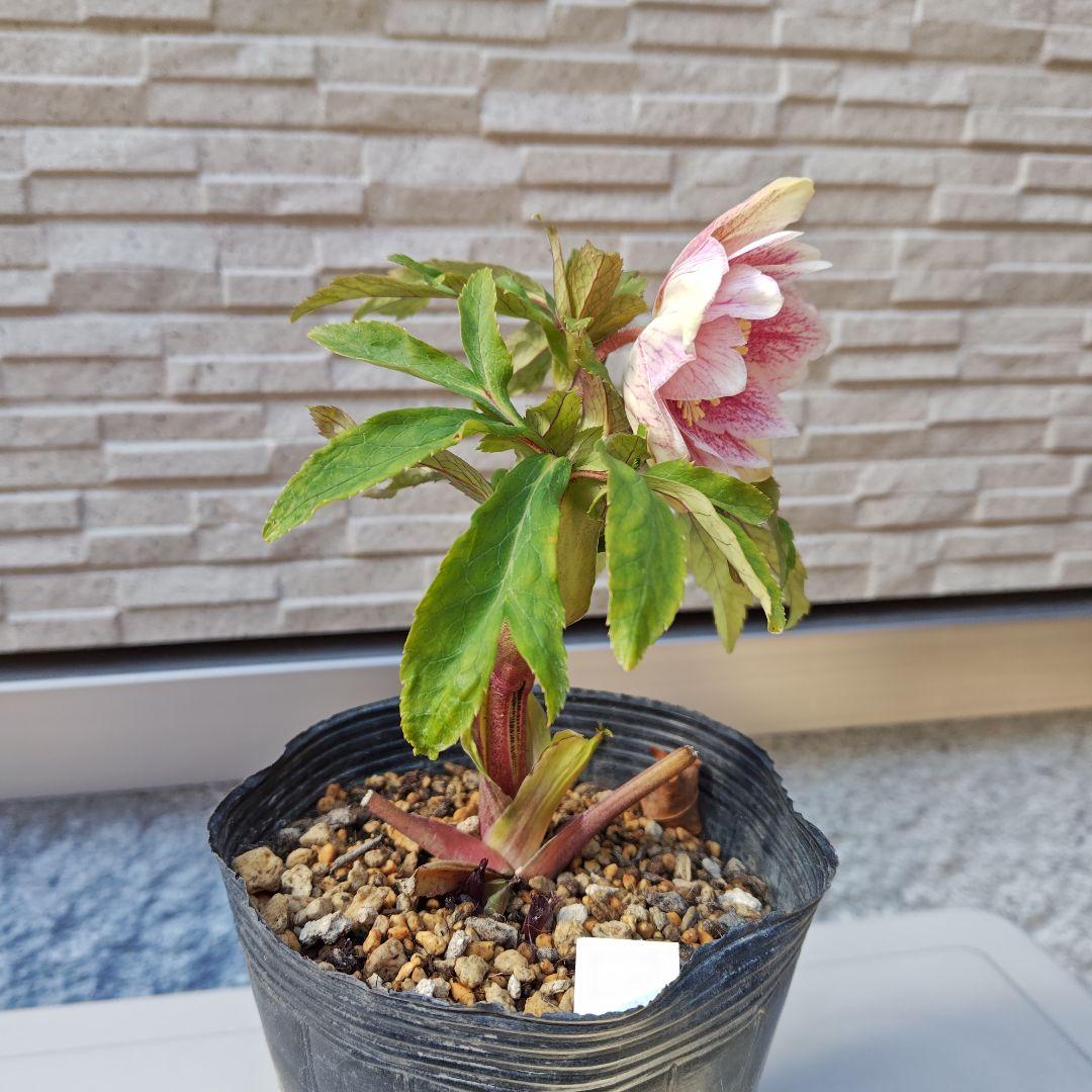 花*菜様 クリスマスローズ 加藤農園 ddピンクミストフラッシュ