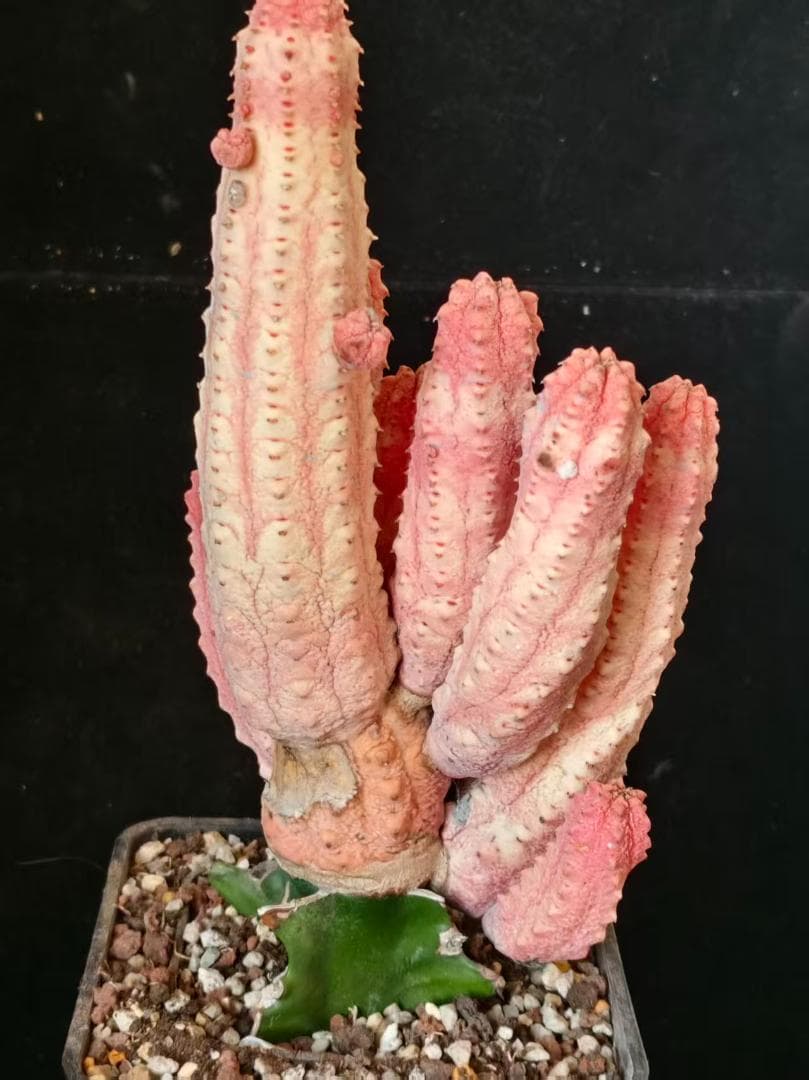 空*豆様 ユーフォルビア アブデルクリ 'Damask' 多肉植物 サボテン 希