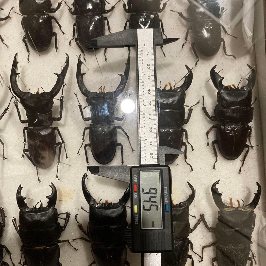 750mmオーバー1000mm世界のクワガタオオクワガタヒラタクワガタなど21頭