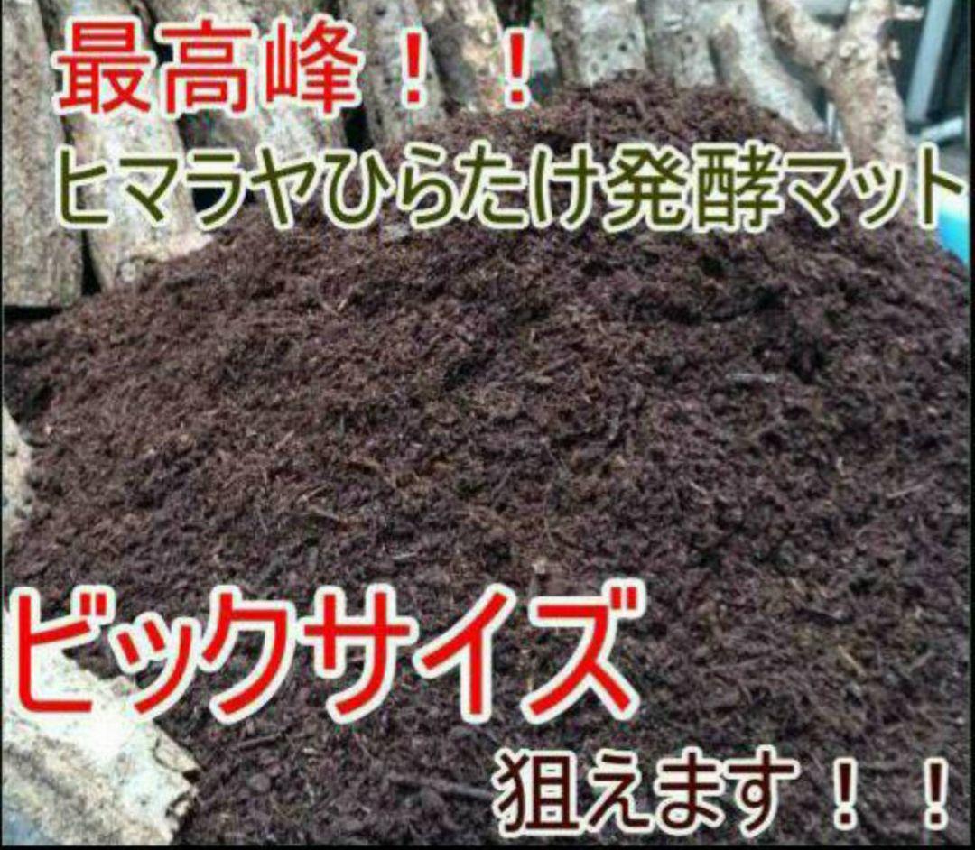 幼虫が巨大化！ヒマラヤひらたけ発酵カブトムシマット☆100リットル　産卵にも抜群