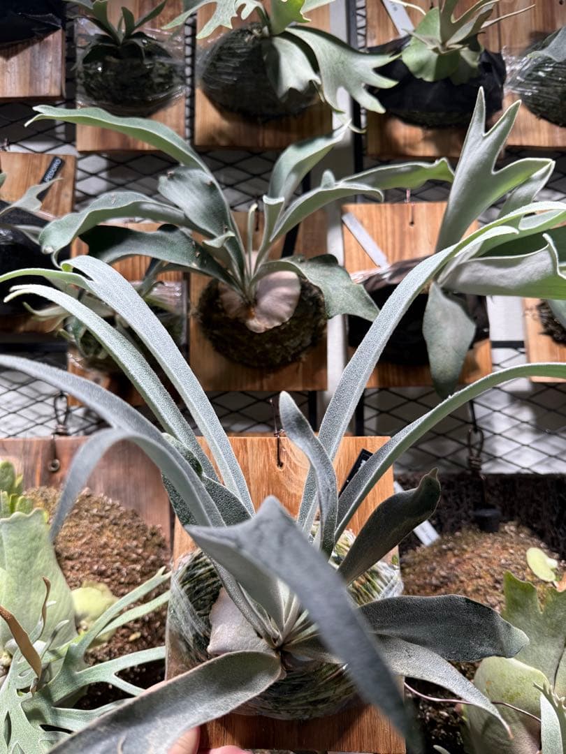 P.veitchii cv Auburn  spor中サイズ株