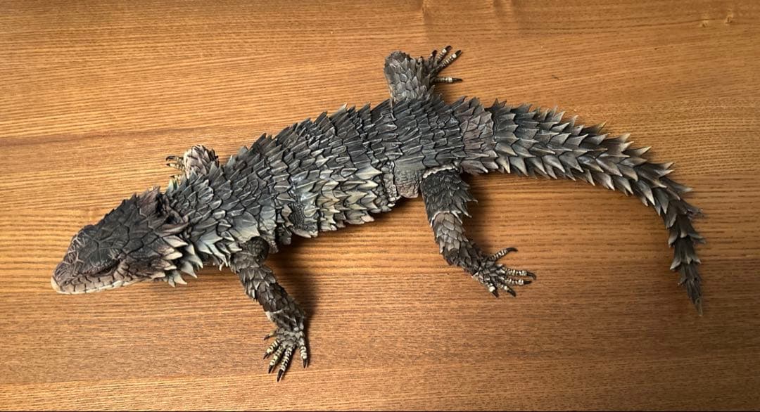 いきもの大図鑑　アルティメット　 オオヨロイトカゲ