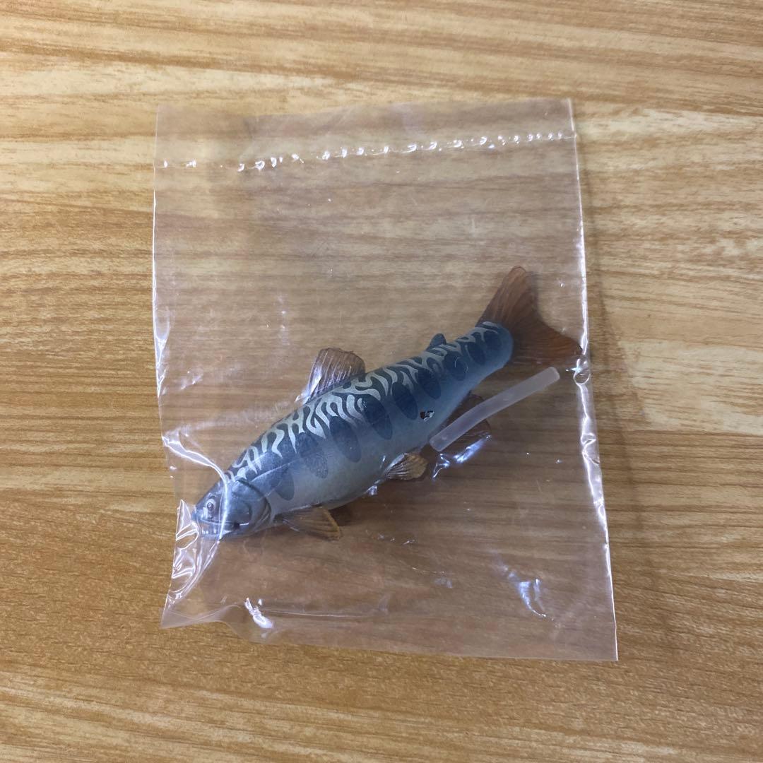 【未使用】YUJIN 原色　淡水魚図鑑Ⅰ 改訂版　ヤマメ　× アメマス