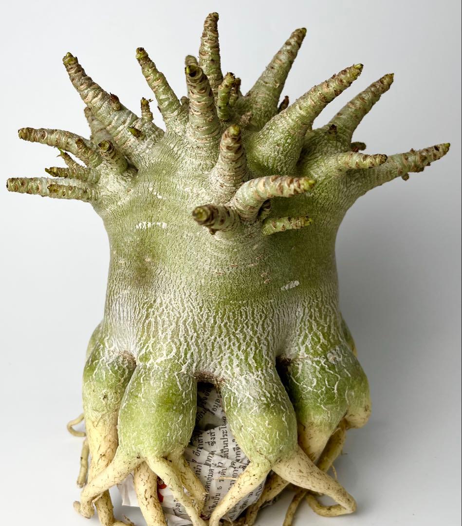 【極美/ドワーフ/超極太 】アデニウム アラビカム ゴジ タコ足仕立て ③