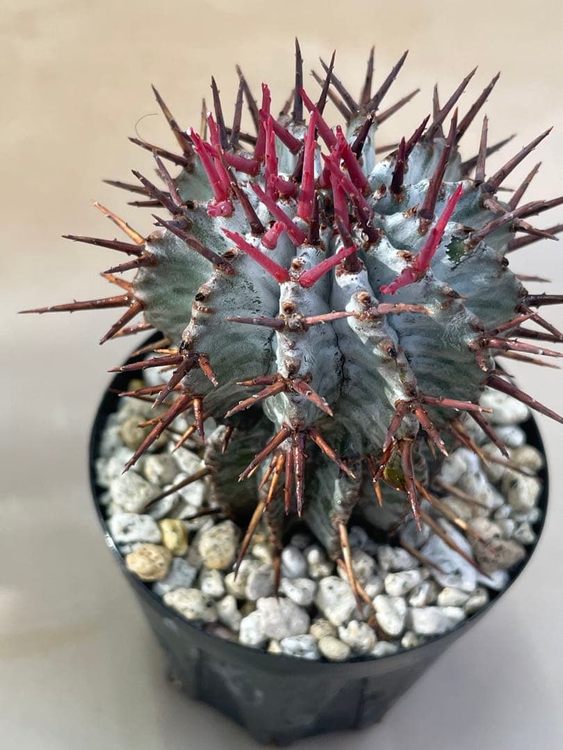 ズ*イ様 ユーフォルビア5点セット 育てやすい大きさ、種類