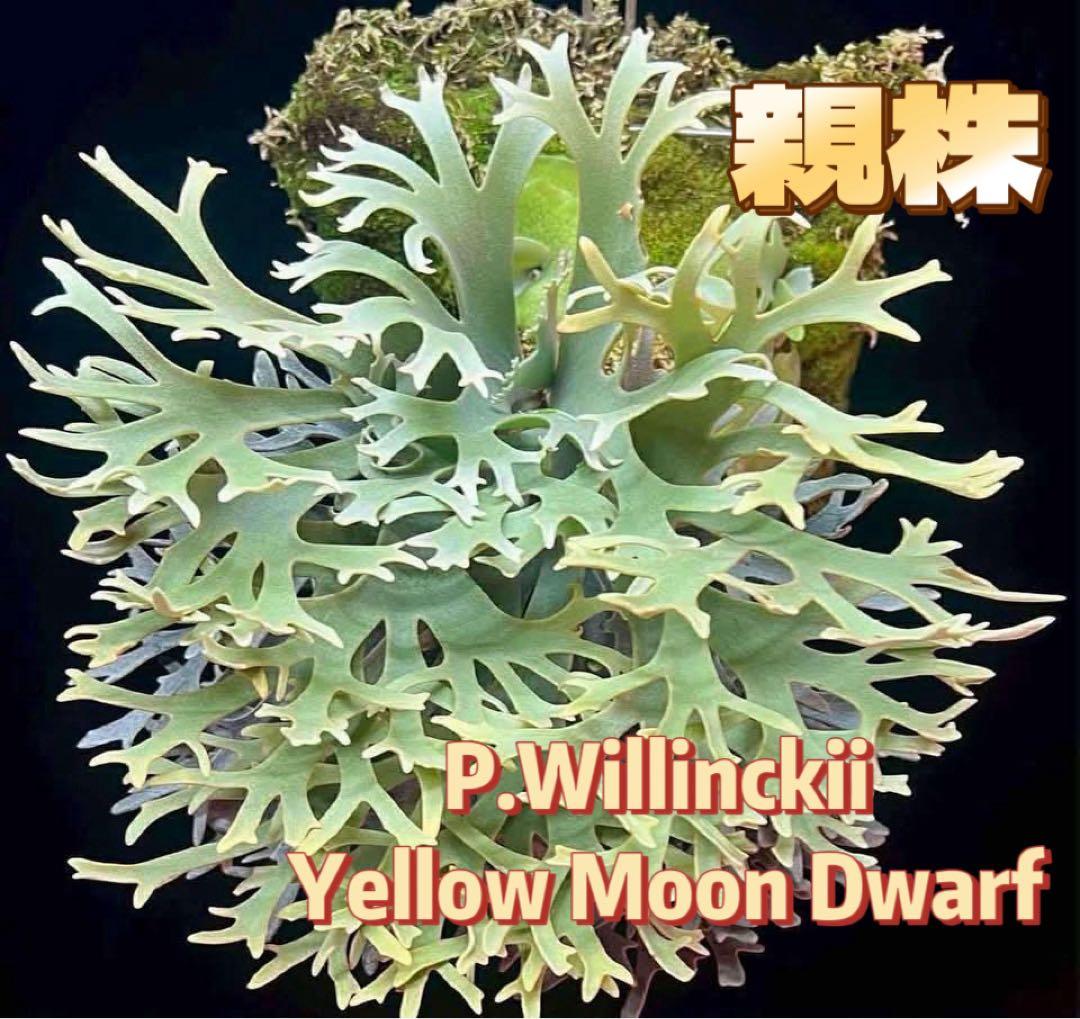 k*o様 ビカクシダ　P.willinckii Antler Crown spo
