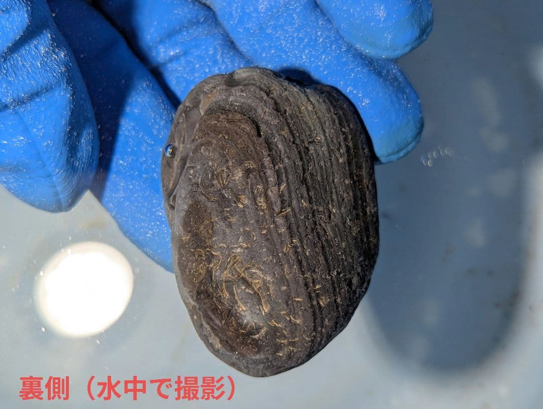 【原石】十勝石玲瓏　北海道産レインボーオブシディアン　十勝石　玲瓏石