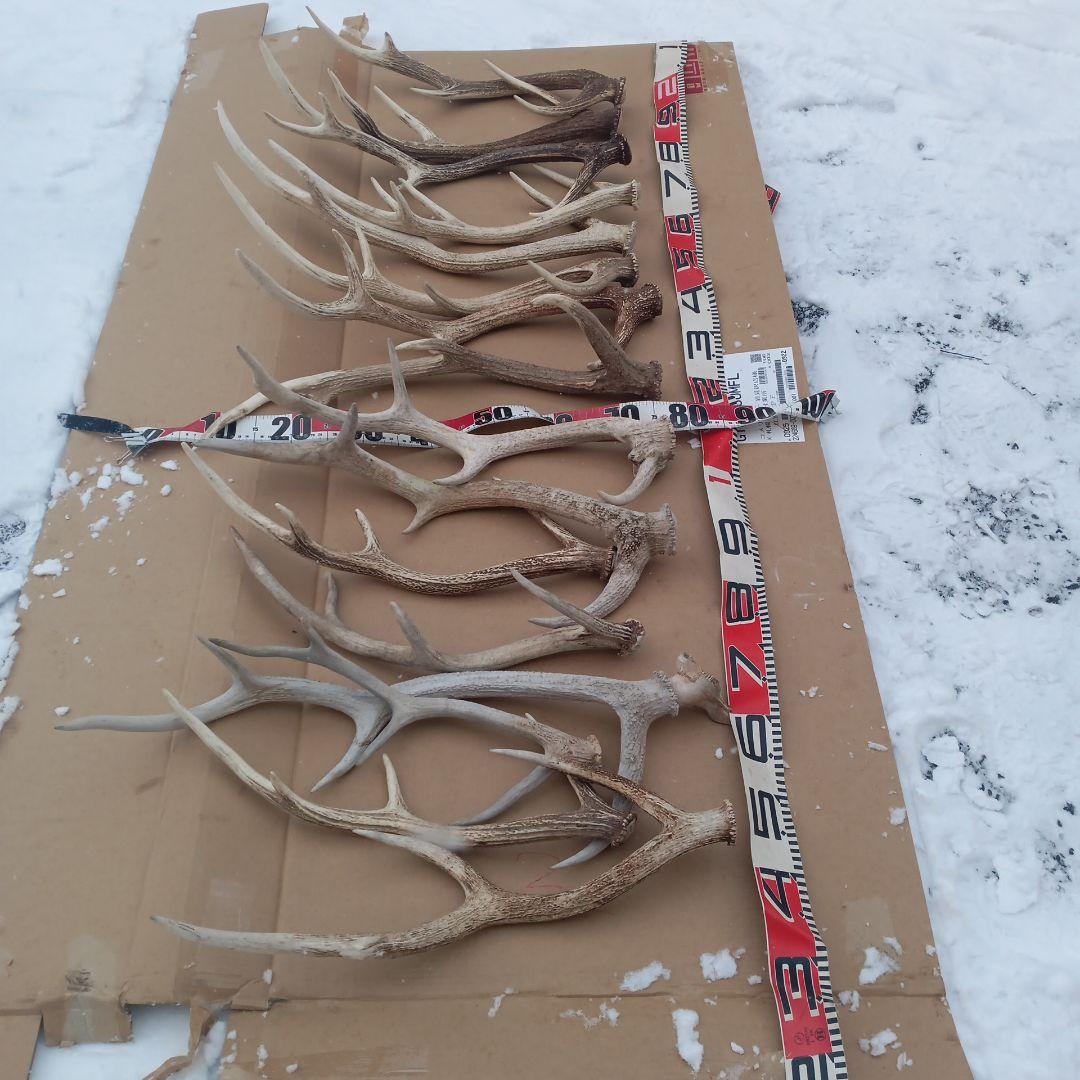S*i様 蝦夷鹿の角、天然素材犬のおもちゃ、工芸品などに　２番