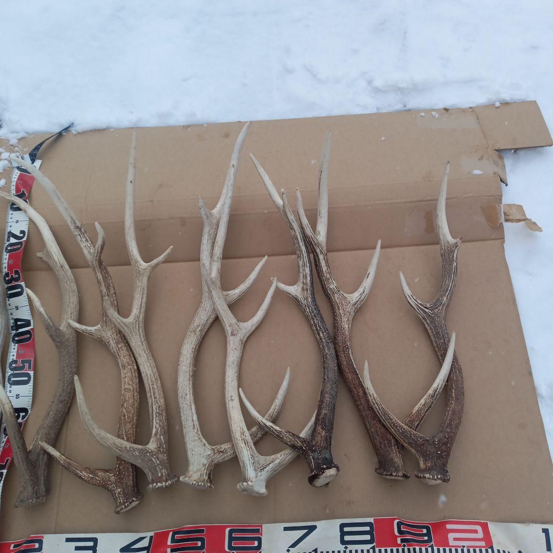 S*i様 蝦夷鹿の角、天然素材犬のおもちゃ、工芸品などに　２番