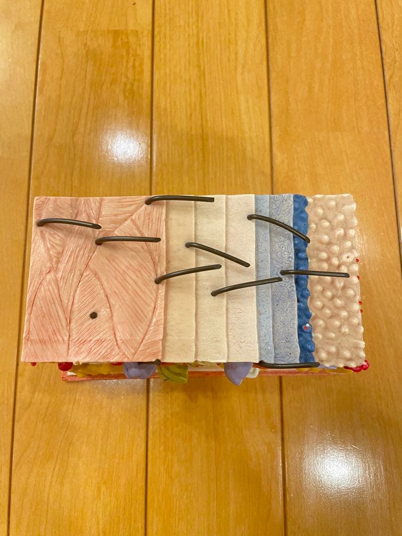 皮膚模型　骨格模型　人体模型　3B Scientific エステ　美容